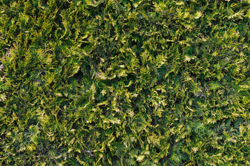 Green leaves of thuja, front view, close-up