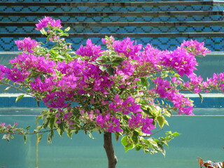 tree covered in purple blossoms against blue tiled fountain