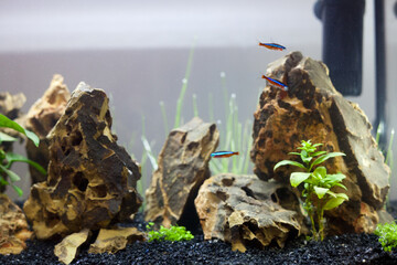 fish in the aquarium