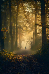 Misty Morning Solitude: A Lone Figure Exploring the Serenity of an Untouched Woodland