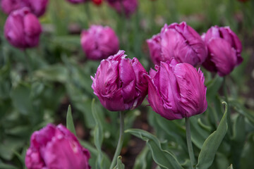 Obraz premium Large flower bed with bright tulips