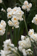 Large flower bed with bright daffodils