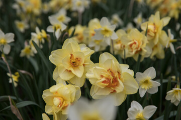 Large flower bed with bright daffodils