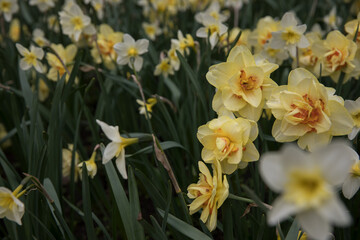 Obraz premium Large flower bed with bright daffodils