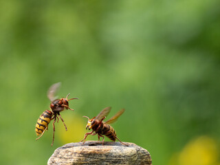 Hornisse (Vespa crabro) Königin