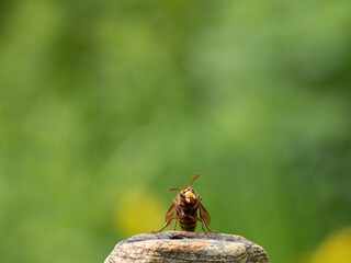 Hornisse (Vespa crabro) Königin