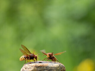 Hornisse (Vespa crabro) Königin