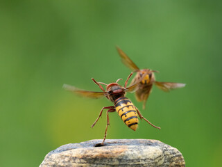 Hornisse (Vespa crabro) Königin