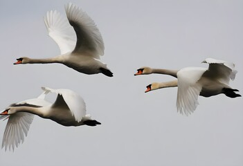 Obraz premium A view of Mute Swans in flight