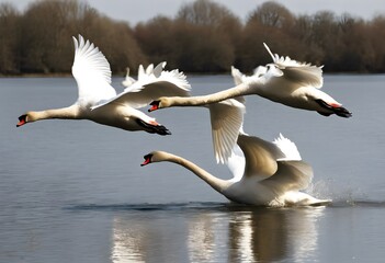 A view of Mute Swans in flight