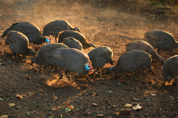a flock of guineafowl