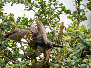 Star (Sturnus vulgaris), Junge werden gefüttert