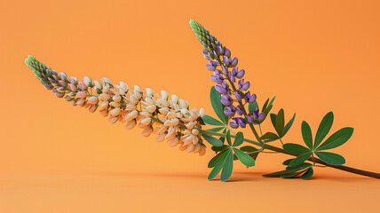 Lupine flowers on a background of green in the rays of sun Blooming lupine flowers. lupine flowers, green background, sun rays, blooming lupines, floral beauty, sunny lupine field,