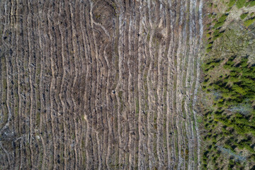 Obraz premium Birds eye view of a felling. Lots of dead trees, desolace and environmental problems.