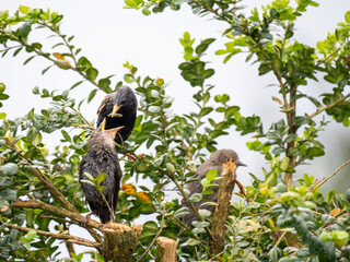 Star (Sturnus vulgaris), Junge werden gefüttert