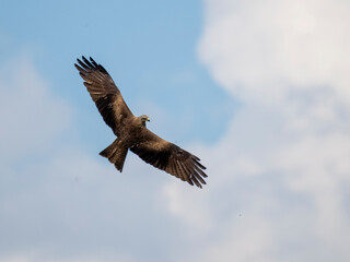Schwarzmilan oder Schwarzer Milan (Milvus migrans)