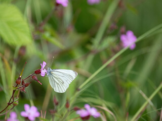 Westliche Smaragdeidechse (Lacerta bilineata)