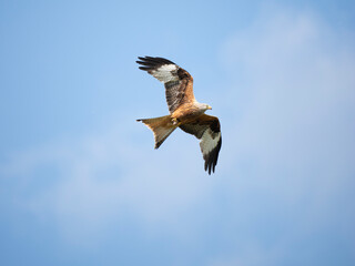 Rotmilan (Milvus milvus)