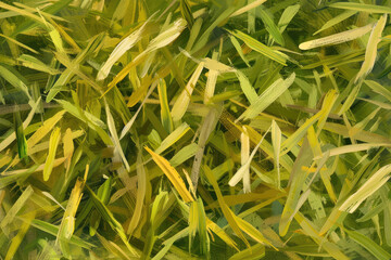 Fototapeta premium green grass of the land environment in farm and garden field, oilpaint style with textured for background wallpaper