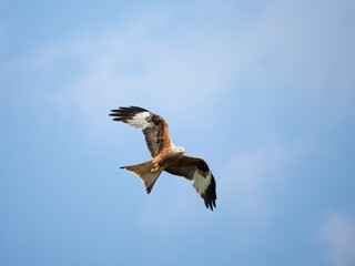 Rotmilan (Milvus milvus)