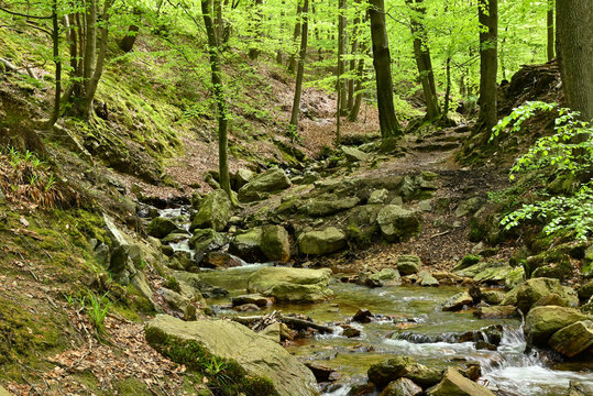 Beautiful view of the forest of la G&eacute;ronst&egrave;re
