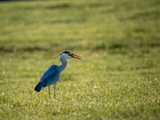 Graureiher (Ardea cinerea)  fängt Feldmaus