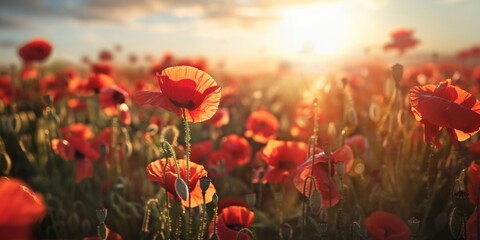 Obraz premium Vibrant Poppy Field in Full Bloom Illuminated by Sunlight, Symbolizing Remembrance Day, Memorial Day, Anzac Day in New Zealand, Australia, Canada, and Great Britain, Evoking the Armistice Concept.