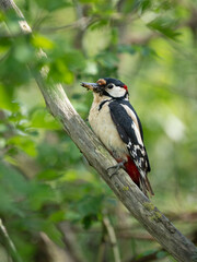 Buntspecht (Dendrocopos major)