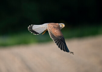 Turmfalke (Falco tinnunculus)