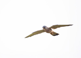 Turmfalke (Falco tinnunculus)