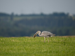 Graureiher (Ardea cinerea) fängt Feldmaus