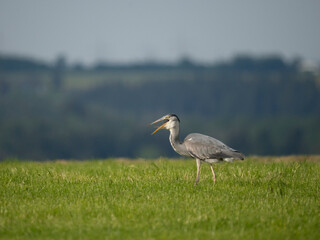 Graureiher (Ardea cinerea) fängt Feldmaus
