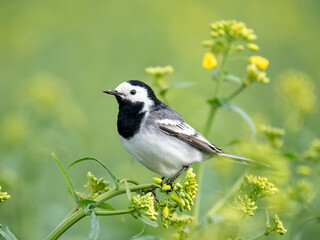 Bachstelze (Motacilla alba)