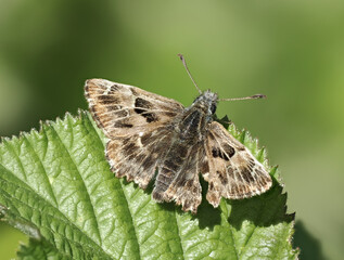 Malven-Dickkopffalter (Carcharodus alceae)