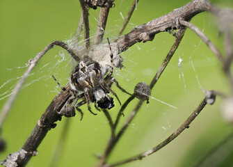 Körbchenspinne (Agalenatea redii)