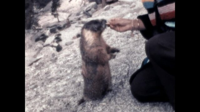 Marmot in Yosemite 1967 - A woman feeds a marmot that has been acclimated to human visitors in Yosemite National Park in 1967. 