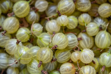 Freshly harvested gooseberries. Green, ecofriendly, tasty, natural.