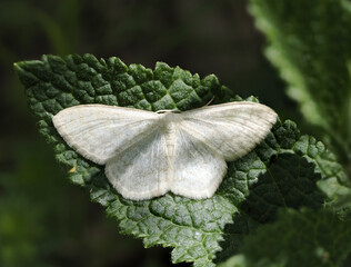 Gelblichweißer Kleinspanner (Scopula floslactata)