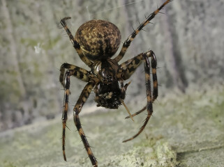 Kleine Höhlenspinne (Metellina merianae) © Lothar Lenz