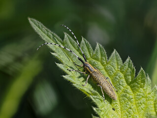 Scheckhorn-Distelbock (Agapanthia villosoviridescens), auch Nesselbock oder Linienhalsige Halmbock