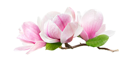 a branch of tender spring pink flower primrose magnolia isolated on transparent background
