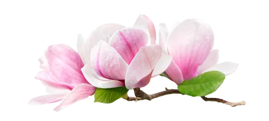 Fototapeten a branch of tender spring pink flower primrose magnolia isolated on transparent background © Tetiana