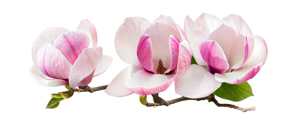 a branch of tender spring pink flower primrose magnolia isolated on transparent background