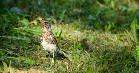 Kwiczoł - Turdus Pilaris
