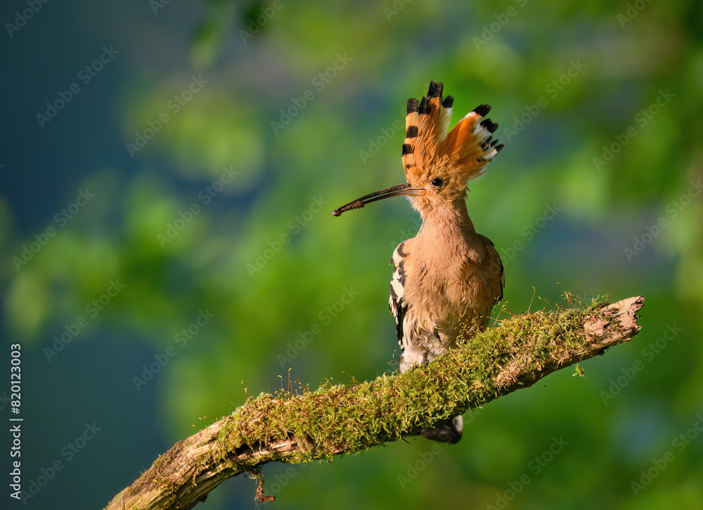 Sticker eurasian hoopoe bird close up ( upupa epops )