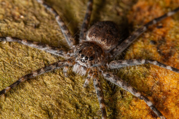 spider on the wall