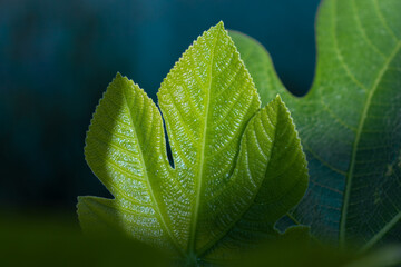 Detail view of a beautiful fig leaf on a sunny day.