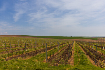 Spring landscape. Green fields and meadows with blue sky and white clouds.