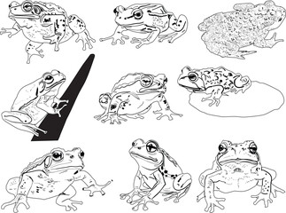 nine frogs isolated on white background