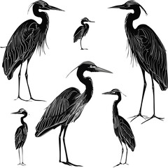 seven herons sketches collection isolated on white